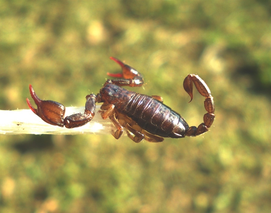 Euscorpius concinnus da Levanto